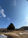 Fototapeta Na sufit - 木のある坂と雪が残る風景