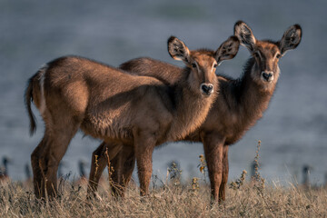 two young female common waterbucks stand side-by-side