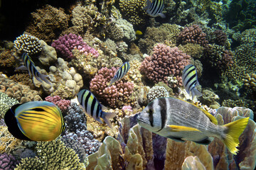 Sticker - Wonderful and beautiful underwater world with corals and tropical fish.