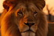 Majestic lion in sunset head close up
