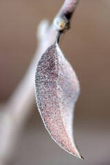 Poster - close-up of a leaf in autumn