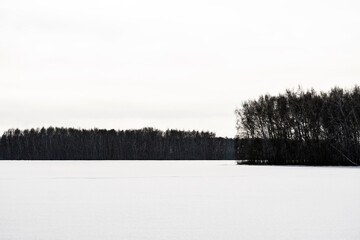 Wall Mural - forest in winter