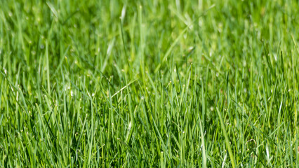 Wall Mural - Green grass close-up with selective focus. Natural fresh weed shining lawn background. Vibrant spring nature pattern background