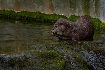 Wall Mural - Oriental small-clawed otter, Aonyx cinereus, water mammal in the water, Kalkata, India. Urban wildlife in the town. Nature wildlife. Otter in the water.