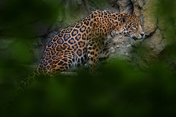 Wall Mural - jaguar in the nature, wild cat in in habitat, porto jofre in brazil. jaguar in green vegetation, riv
