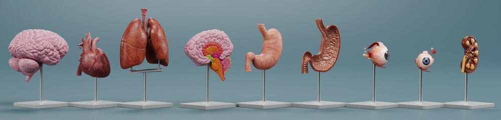 Wall Mural - Realistic 3D Render of Anatomy Models