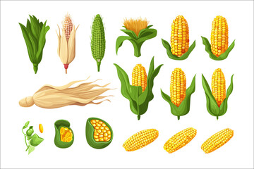 Poster - Cartoon kernels maize. Isolated on background. Cartoon . Generative AI
