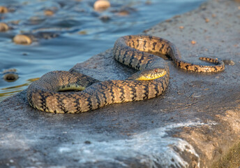 Wall Mural - Diamondback Water Snake