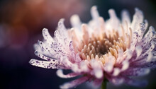 Soft Focus On Purple Daisy In Springtime Generated By AI