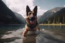 A Happy German Shepherd Dog Running Out Of A Mountain Lake With Water Splashes And A Scenic Nature Background