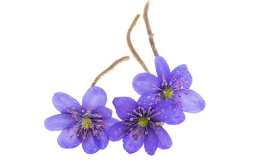 Wall Mural - Hepatica nobilis