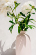 Photo of a beautiful natural gorgeous white peony flowers in a vase outdoor on a harsh sunlight
