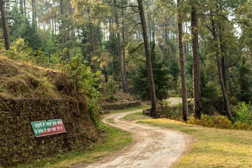 Wall Mural - A dirt road winding through a pristine forest in the Himalayan village of Kausani.