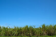 Sugarcane plantation with mature cane, North Queenslands livelihood