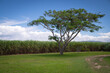 Honey locust tree or Carob tree on a lawn near a sugar cane field