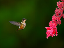 Magenta-throated Woodstar Hummingbird In Flight Collecting Nectar From Pink Orchid Flower On Green Background