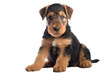 Airedale Terrier Dog Puppy. On An Isolated Transparent Background, Png. Generative AI