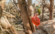 © PhotoPooja - Close shot of a small red leaf grown on dried wild plant - endurance concept.