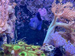 Unterschiedliche Arten von Korallen in einem Meerwasseraquarium.