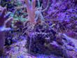 Zwischen Korallen in einem Meerwasseraquarium sitzt eine Gespenstergarnele.