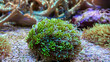 Eine Koralle, Affenhaar, Briareum sp. 'Green'. Krustenartig wachsende Koralle mit lilafarbenen Gewebe und strahlend grünen Polypen.
