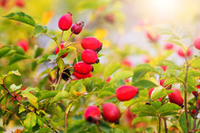 Dog Rose Fruits (Rosa Canina) In Nature. Red Rose Hips On Bushes
