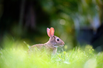 Wall Mural - Grey small hare eating grass on summer field. Wild rabbit in nature