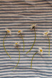 Daisies lying on a fabric with white and navy blue stripes