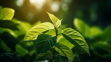 Poster - Green leaf with nature in a garden summer. Generative ai