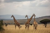 Fototapeta Sawanna - Majestic wild giraffes roaming in the African savannah of Tanzania's Serengeti National Park. Image Generated by AI