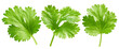 Coriander leaf isolated on white background, full depth of field