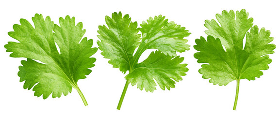 Wall Mural - Coriander leaf isolated on white background, full depth of field