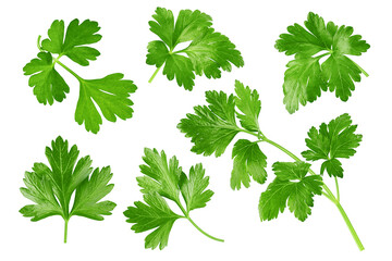 Wall Mural - parsley isolated on white background, full depth of field
