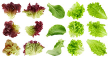 Salad, Lettuce, Batavia, Lollo Bionda, Romain, Red Oak, Lollo Rosso, Isolated On White Background, Full Depth Of Field