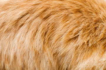 close up of red cat's fur as texture