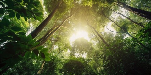 sun rays through the forest