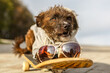 Portrait of a cute bossipoo dog wearing a hoodie on a skateboard in spring outdoors