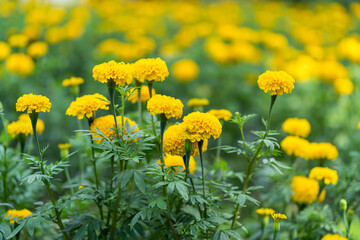 Beautiful orange marigold flowers in garden