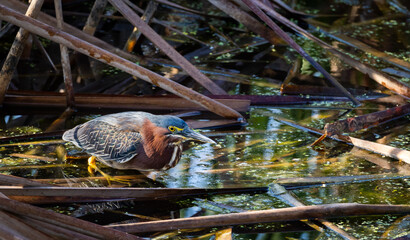 Wall Mural - Little Green Heron fishing in a pond at Orlando wetland park in Cape Canaveral Florida.