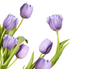 Fresh Purple Tulip Flowers Bouquet On Transparent Background PNG