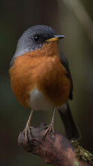 Wall Mural - Illustration of  Rufour-backed Robin