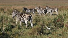 White Egret Follows Close Behind Zebra As It Walks Through Tall Grass