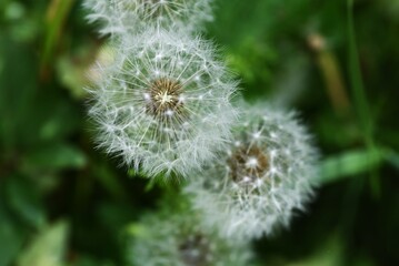 Wall Mural - Dandelion flowers and fluff. Asteeaceae perennial plants. The spherical fluff after flowering is blown away by the wind.