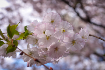 Sticker - Close up view of Cherry blossom on a tree branch with shallow depth of field.