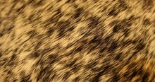 Animal Skin Abstract Fur Background