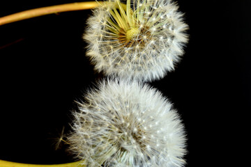 Wall Mural - Two dandelion flowers with ripe seeds and fluffy umbrellas.