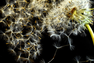 Wall Mural - Dandelion flower with flying umbrellas.