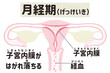 © koyuki - Menstrual cycle diagram; Menstrual phase PNG