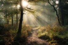 Forest Sunbeams Through Morning Fog And Mist In A Dutch Birch Wood Forest And Trees, Scenic Landscape Wallpaper, Generative AI
