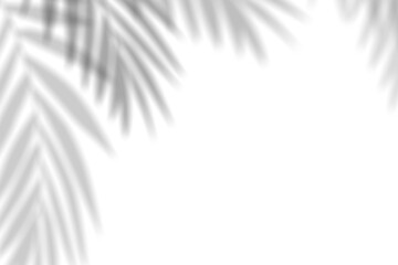 Leinwandbilder - Leaves shadow, Coconut Palm leaf overlay.